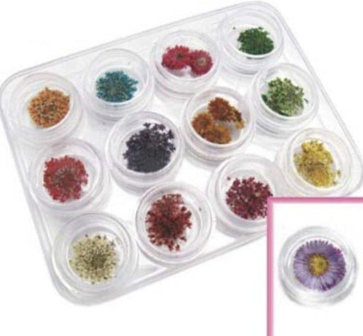 12 Pack Dried Flowers - NSI NZ Ltd